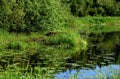 White swan nest on the river