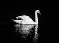 White swan in the night.