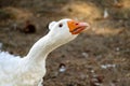 A white swan with an orange beak and a small sextet on a brown ground background