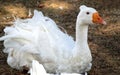 A white swan with an orange beak and a small sextet on a brown ground background