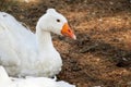 A white swan with an orange beak and a small sextet on a brown ground background