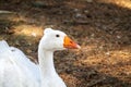 A white swan with an orange beak and a small sextet on a brown ground background Royalty Free Stock Photo