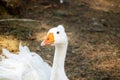 A white swan with an orange beak and a small sextet on a brown ground background