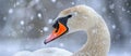 White Swan With Orange Beak in Snow Royalty Free Stock Photo