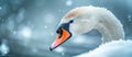 White Swan With Orange Beak in Snow Royalty Free Stock Photo