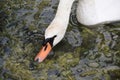 White swan with orange beeak in Canada marshland Royalty Free Stock Photo