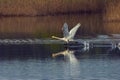 White swan pads to the flight Royalty Free Stock Photo