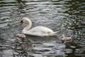 White swan parent with little cute grey chicks Royalty Free Stock Photo