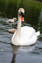 White swan parent with little cute grey chicks Royalty Free Stock Photo