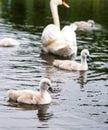 White swan parents wit little cute grey chicks Royalty Free Stock Photo