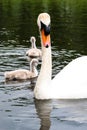 White swan parents wit little cute grey chicks Royalty Free Stock Photo