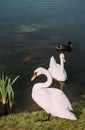 White swan park lake freedom wildlife sanctuary Royalty Free Stock Photo