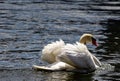 White Swan pausiert sich auf Royalty Free Stock Photo