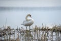 white swan paws on the ice reflecting Royalty Free Stock Photo