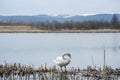 white swan paws on the ice reflecting Royalty Free Stock Photo