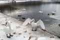 white swan paws on the ice reflecting Royalty Free Stock Photo