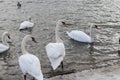 white swan paws on the ice reflecting Royalty Free Stock Photo