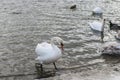 white swan paws on the ice reflecting Royalty Free Stock Photo