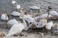 white swan paws on the ice reflecting Royalty Free Stock Photo