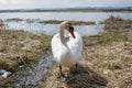 white swan paws on the ice reflecting Royalty Free Stock Photo