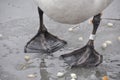 White swan paws on the ice reflecting Royalty Free Stock Photo