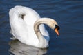 White swan