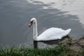 Proud mute swan and his mirror image Royalty Free Stock Photo