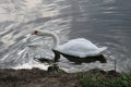 Proud mute swan and his mirror image Royalty Free Stock Photo