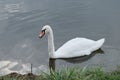 Proud mute swan and his mirror image Royalty Free Stock Photo