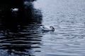 White swan on a pond, beautiful white birds, lake