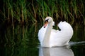 White Swan in a pond Royalty Free Stock Photo