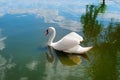 White swan on a pond in sunny day