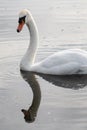 White swan portrait with lake reflection in water Royalty Free Stock Photo