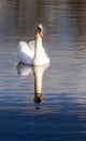 White swan in portrait tall