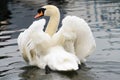 White swan posturing