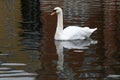 White swan posturing