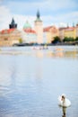 White swan in Prague