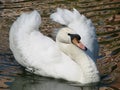 White swan. The proud bird represents love relations between people and romance