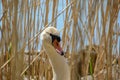 White swan between the reeds near the water looking at the camera Royalty Free Stock Photo