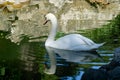 White swan is reflected in black mirror of pound against background of large beige stones in park Aivazovsky Royalty Free Stock Photo