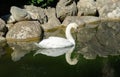 White swan is reflected in black mirror of pound against background of large beige stones in park Aivazovsky Partenit, Crimea