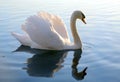 White swan with reflection