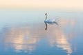 White swan and reflection Royalty Free Stock Photo