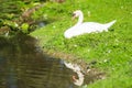 White swan reflection Royalty Free Stock Photo