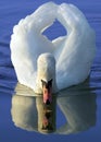 White swan Royalty Free Stock Photo