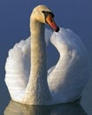 White swan Royalty Free Stock Photo