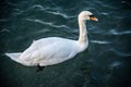 White swan with reflection on the water Royalty Free Stock Photo