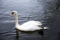 A White Swan in river Don at Seaton park, Aberdeen
