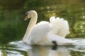 White swan on the river