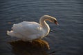 White swan on a rock looking for food in the lake. Royalty Free Stock Photo